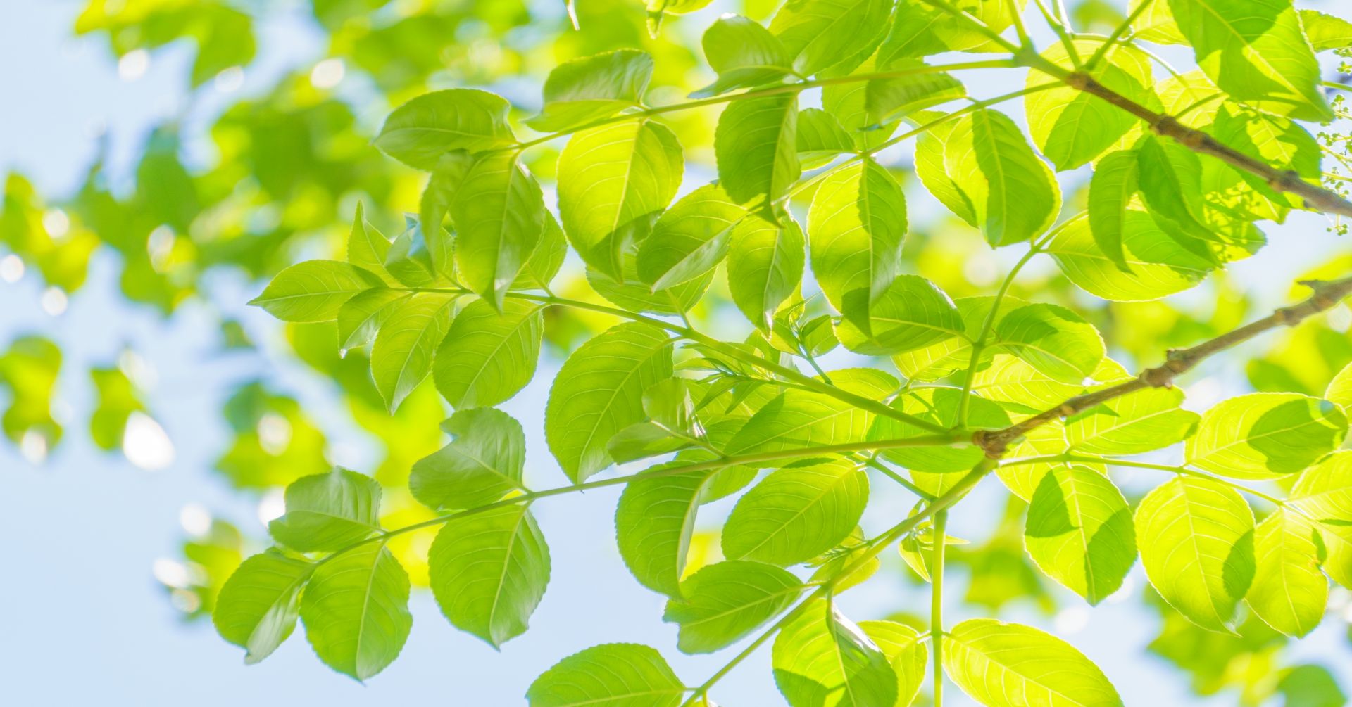 植物の安否確認お願いします‼️ぶたみ3号 お問合せ - 植田油脂株式会社